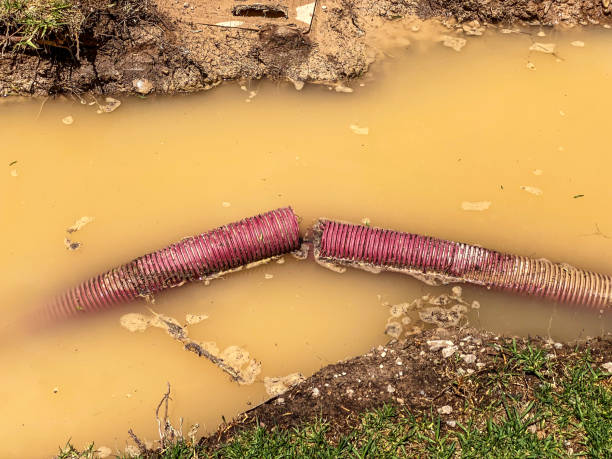 Best Mold removal after water damage  in Crete, IL